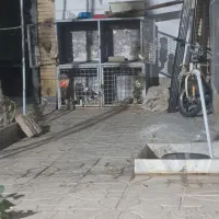 جفتگاه چهارتایی حتما توضیحات خوانده شود|لوازم جانبی حیوانات|بیرجند, |دیوار