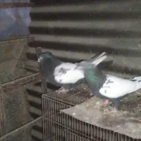 یک جوفت بال سفید 2جوفت طوقی