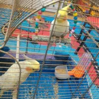 یک جفت عروس هلندی فول اهلی با لوازم