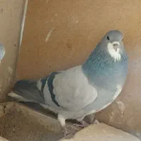 ماده خرقه جفتی کار دمگیر بدرنگ