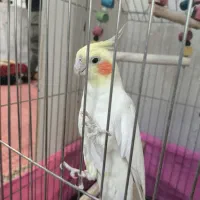 عروس هلندی لوتینو