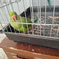 طوطی ملنگو جفت