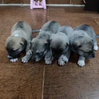 توله ۲ماهه اشپیتز