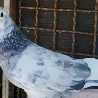 کبوتر گم شده