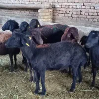 میش جوان کاور دو دندان و چهار دندون آبستن