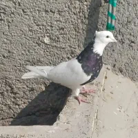 طوقی زرین سیاه نر|پرنده|باوی, |دیوار