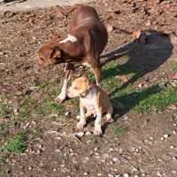 توله پیت بول