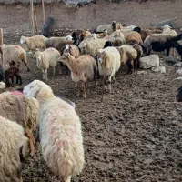 گوسفند داشتی|حیوانات مزرعه|جلگه شوقان, |دیوار