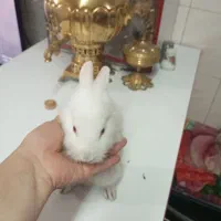 خرگوش