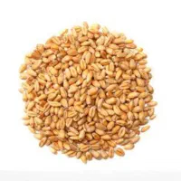 خرید وفروش انواع لوبیا وگندم وکود وبذر
