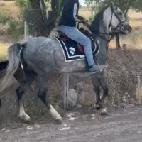 اسب اصیل|اسب و تجهیزات اسبسواری|سقز, |دیوار