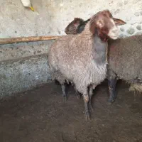 گوسفند چاق|حیوانات مزرعه|اردبیل, |دیوار