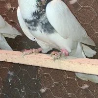 کبوتر غریب|پرنده|سنندج, |دیوار