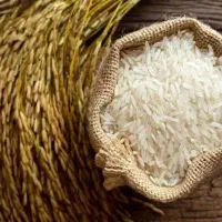 فروش برنج کشت دوم ، آمل