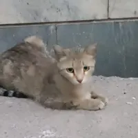 یک عدد گربه خانگی