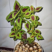 گل حسن یوسف طبیعی|گل و گیاه طبیعی|خرمآباد, |دیوار