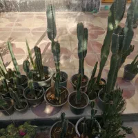 گلهای خانگی|گل و گیاه طبیعی|شیراز, مسلم|دیوار