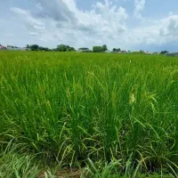 زمین-بجار-شالیزار