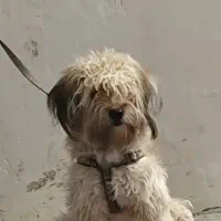 سگ شیتزو بازیگوش ۵ماهه