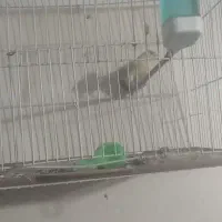 قناری نرم|پرنده|خاش, |دیوار