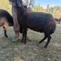 فروش میش