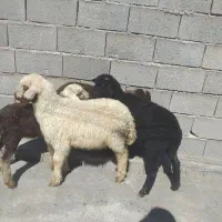 بره اصیل افشار