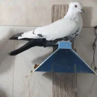 پرنده کبوتر رنگی دمبی|پرنده|اندیمشک, |دیوار