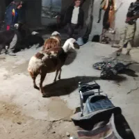 پنج عدد میش|حیوانات مزرعه|شیروان (لرستان), |دیوار