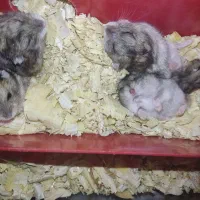 همستر کمپل و سوری