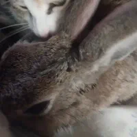 واگذاری بچه خرگوش