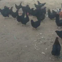 مرغ سیاه تخم گذار|حیوانات مزرعه|قم, دروازه ری|دیوار