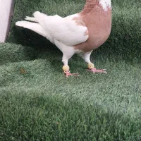 تعدادی کفتر