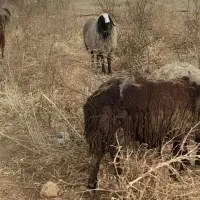 قوچ درجه شالی اصیل دوقلو ازه