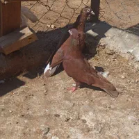 سرخ کاکلی نرو ماده