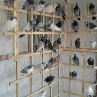 50تا حیون بوم ماله سرخس چق ساحل|پرنده|نیشابور, شهرک فیروزه|دیوار