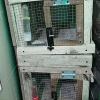 قفس جوبی|لوازم جانبی حیوانات|بندرعباس, |دیوار