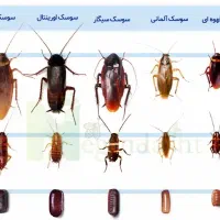 سوسک کشی ،سم پاشی