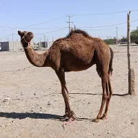 فروش شتر نر