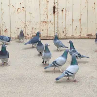 کبوترپرشی المانی