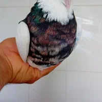 طوقی نر هفت رنگ شهریار رزکان استم|پرنده|شهریار, شهرک بهاران (ویره)|دیوار