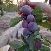 فروش باغ ثمری در مرودشت