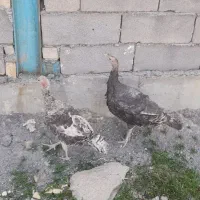 بوقلمون