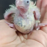 جوجه عروس هلندی فقط همین رنگ موجوده|پرنده|شاهرود, |دیوار