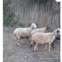گوسفند