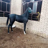 کره نریان خالص عرب مدرک دار