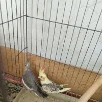 عروس هلندی جوانه