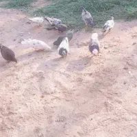 کبوتر پاکستانی ماده معاوضه فقط با کبوتر پلاکی