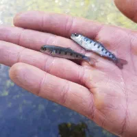 توزیع بچه ماهی قزل الا و بچه ماهی کپور کوهان دار|ماهی|زنجان, |دیوار