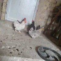 مرغ و خروس|حیوانات مزرعه|قم, بیانی|دیوار