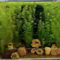 گیاه اکواریومی شویدی